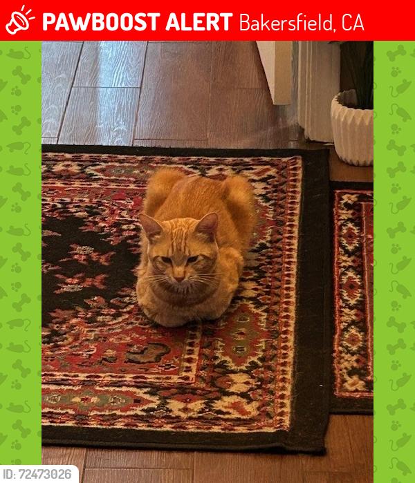 Lost Male Cat last seen Shadow Stone Street & Slate Hill, Bakersfield, CA 93313
