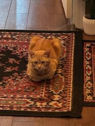 Lost Male Cat last seen Shadow Stone Street & Slate Hill, Bakersfield, CA 93313
