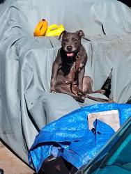 Lost Female Dog last seen Starkey road , Largo, FL 33771