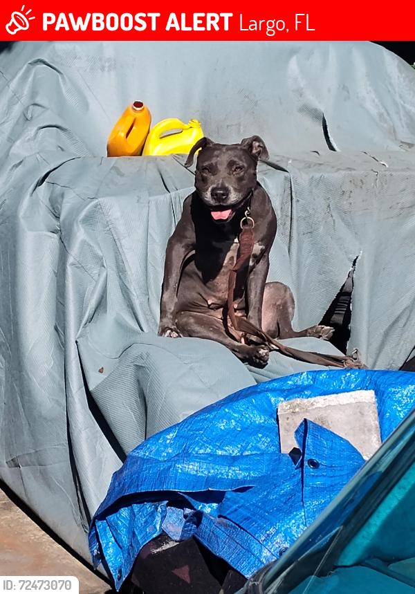 Lost Female Dog last seen Starkey road , Largo, FL 33771