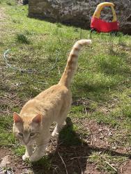 Lost Male Cat last seen Mohnton near route 10, Mohnton, PA 19540