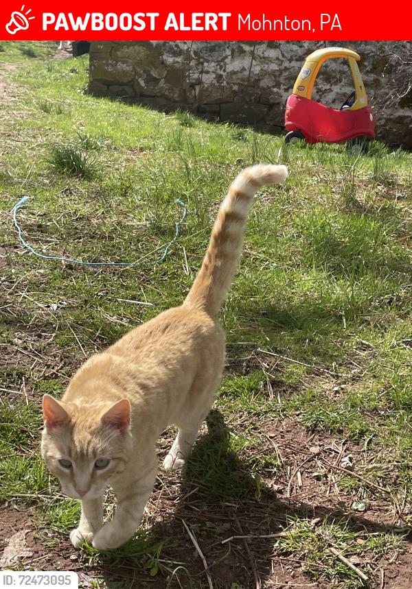Lost Male Cat last seen Mohnton near route 10, Mohnton, PA 19540