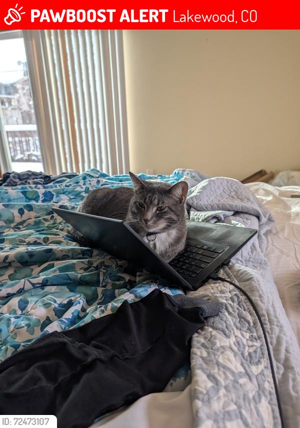 Lost Female Cat last seen West Alaska pl & W Virginia ave, Lakewood, CO 80228
