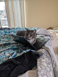 Lost Female Cat last seen West Alaska pl & W Virginia ave, Lakewood, CO 80228