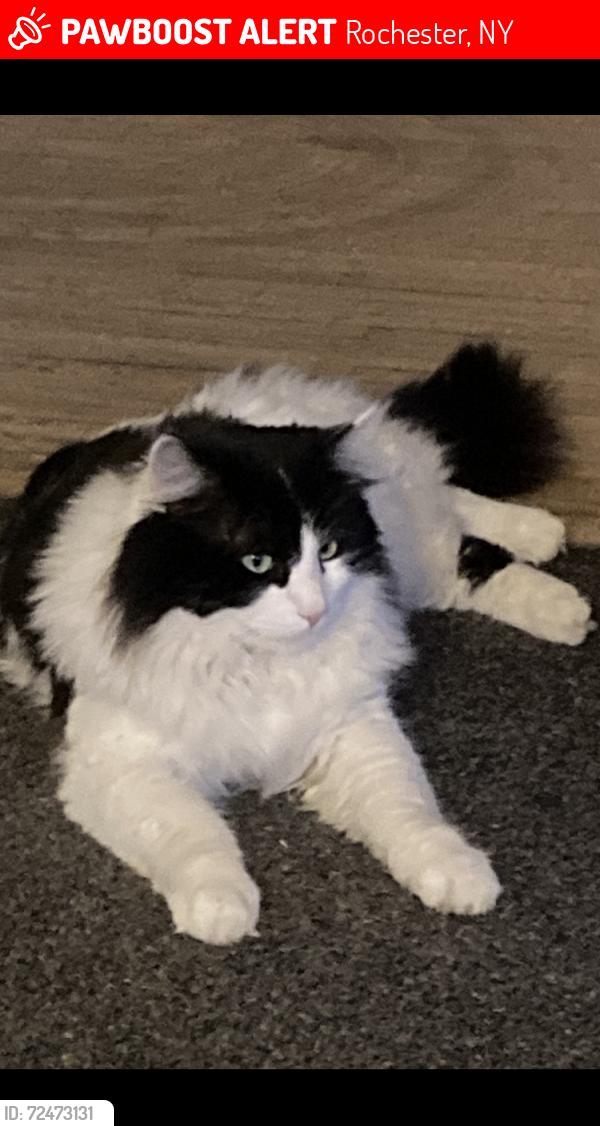 Lost Male Cat last seen Chili ave, Rochester, NY 14611