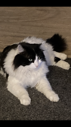 Lost Male Cat last seen Chili ave, Rochester, NY 14611