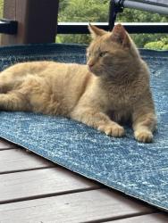 Lost Male Cat last seen Randy Drive, Hendersonville, NC 28791