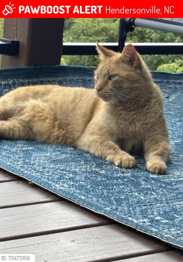 Lost Male Cat last seen Randy Drive, Hendersonville, NC 28791
