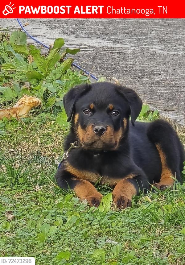 Lost Male Dog last seen Greenwood ave., Chattanooga, TN 37404
