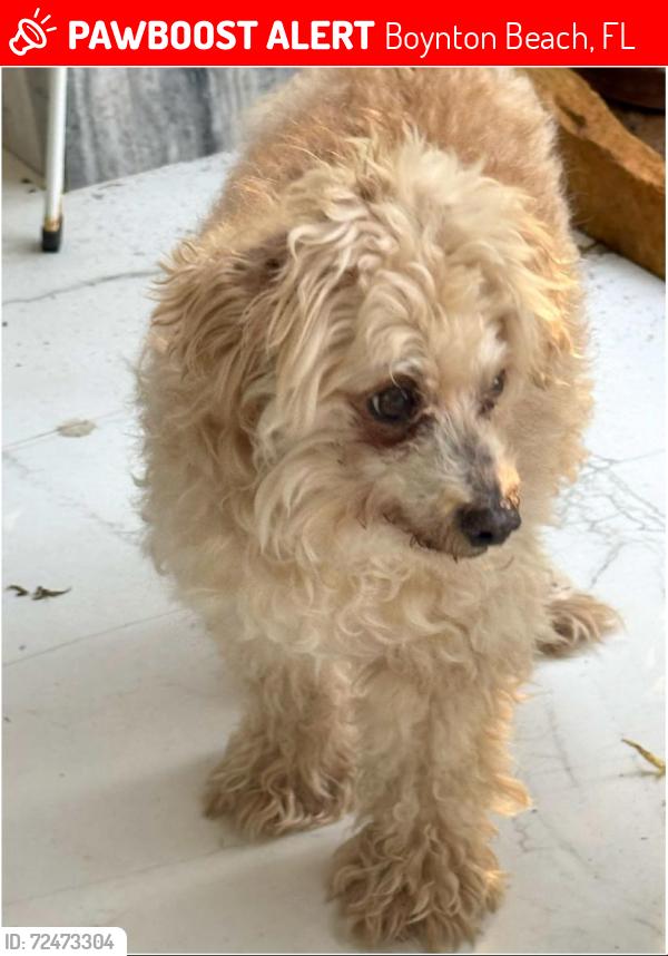 Lost Male Dog last seen Near SW 3rd Ct, Boynton Beach, FL 33435