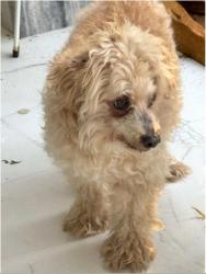 Lost Male Dog last seen Near SW 3rd Ct, Boynton Beach, FL 33435