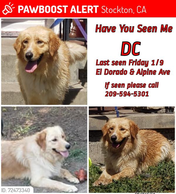 Lost Female Dog last seen Starbucks on California Street , Stockton, CA 95204