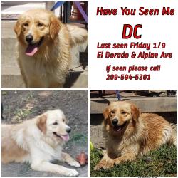 Lost Female Dog last seen Starbucks on California Street , Stockton, CA 95204