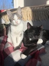 Lost Female Cat last seen Warwick and Brookline Sts, Richmond, VA 23225