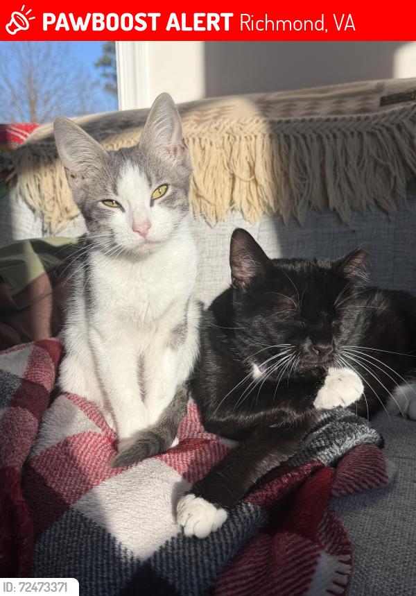 Lost Female Cat last seen Warwick and Brookline Sts, Richmond, VA 23225