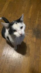 Lost Male Cat last seen Avenue O 35208, Birmingham, AL 35208