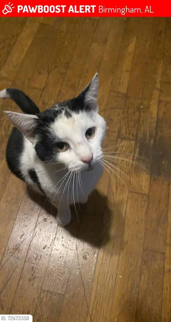 Lost Male Cat last seen Avenue O 35208, Birmingham, AL 35208