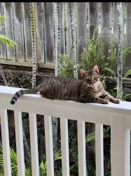 Reunited Male Cat last seen Keolu Hills, Kailua, HI 96734
