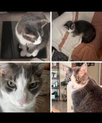 Lost Male Cat last seen Country Club Drive/Pinehurst, Melbourne, FL 32940