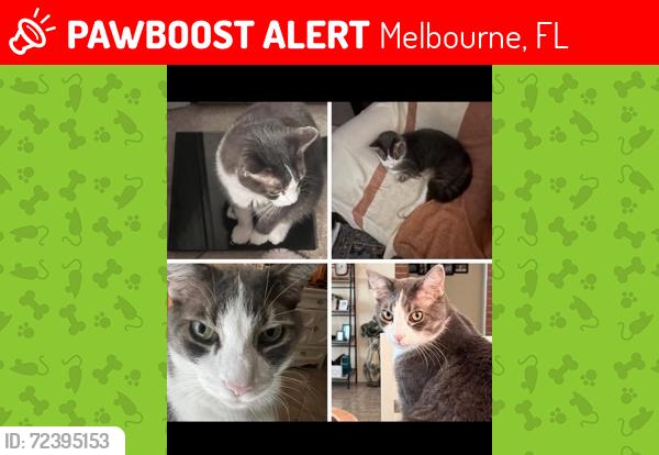 Lost Male Cat last seen Country Club Drive/Pinehurst, Melbourne, FL 32940