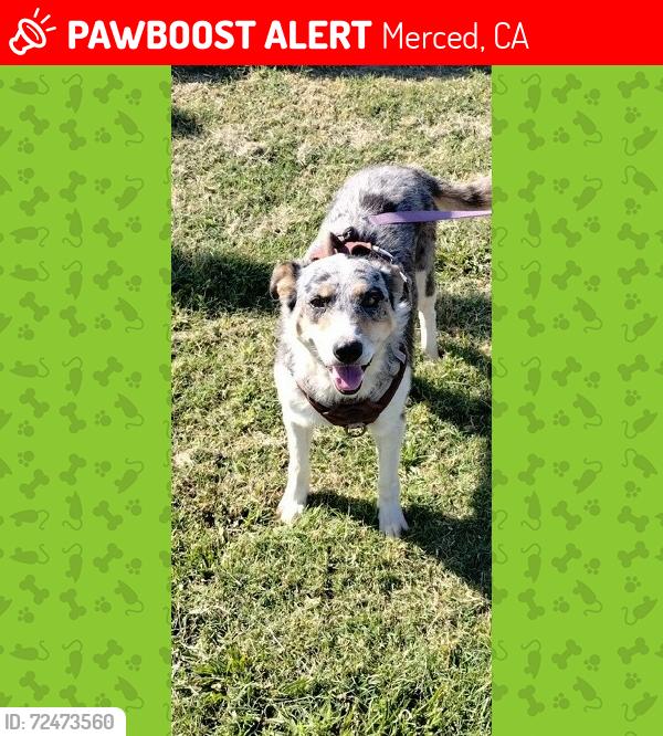 Lost Female Dog last seen Between Hwy 59 & Thornton, on Cardella rd, Merced, CA 95340