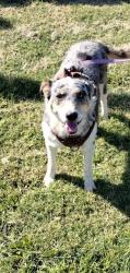 Lost Female Dog last seen Between Hwy 59 & Thornton, on Cardella rd, Merced, CA 95340