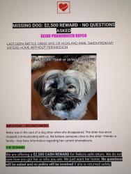 Lost Female Dog last seen Monterey Street, between 2nd and 3rd Avenues., Highland Park, MI 48203