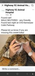 Found/Stray Male Cat last seen jiles road and cobb parkway nw, Kennesaw, GA 30152