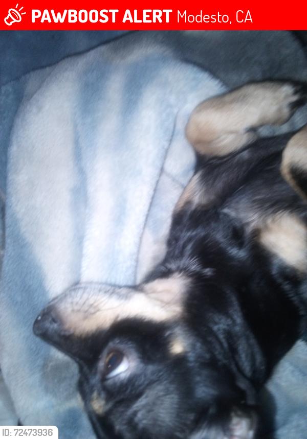 Lost Male Dog last seen Carpenter rd , Modesto, CA 95358