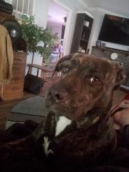 Lost Female Dog last seen Wildlife rd in new Bern nc, New Bern, NC 28560
