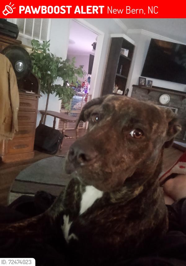 Lost Female Dog last seen Wildlife rd in new Bern nc, New Bern, NC 28560