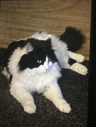 Lost Male Cat last seen Chili ave , Rochester, NY 14611