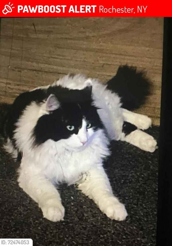 Lost Male Cat last seen Chili ave , Rochester, NY 14611