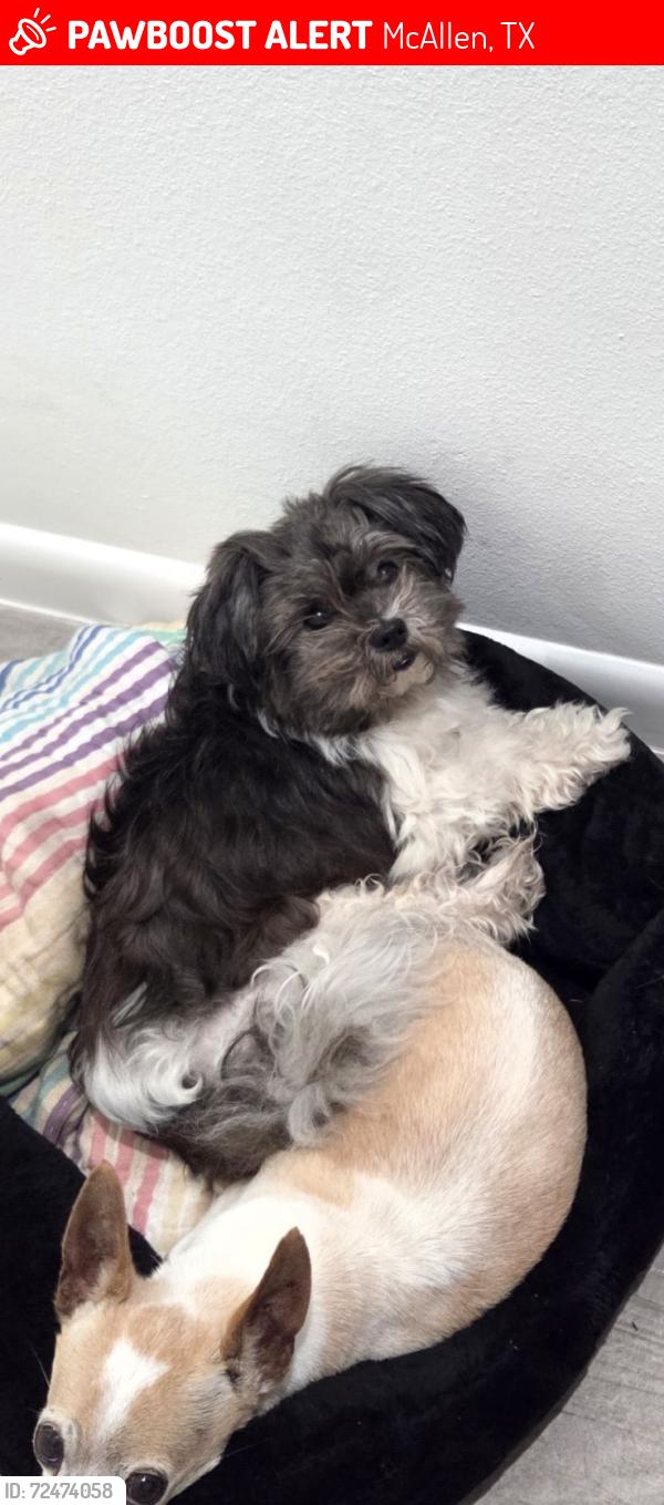 Lost Female Dog last seen 29th St, McAllen, TX 78504