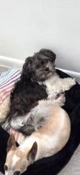 Lost Female Dog last seen 29th St, McAllen, TX 78504