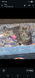 Lost Male Cat last seen Burney lane, West Midlands, England B8 2AQ