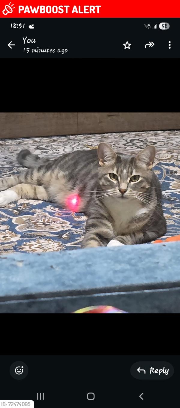 Lost Male Cat last seen Burney lane, West Midlands, England B8 2AQ