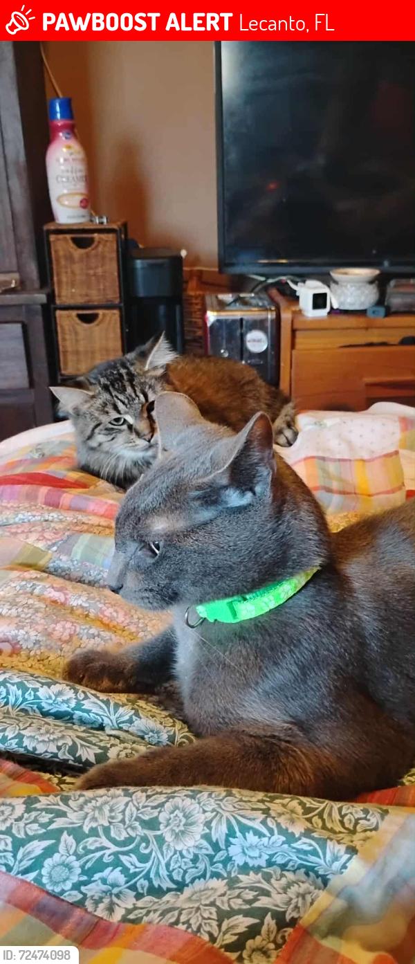 Lost Male Cat last seen Take 5 oil change , Lecanto, FL 34461