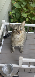Lost Male Cat last seen Brannen Rd; Bouldercrest; Atlanta; Dekalb County, Atlanta, GA 30316