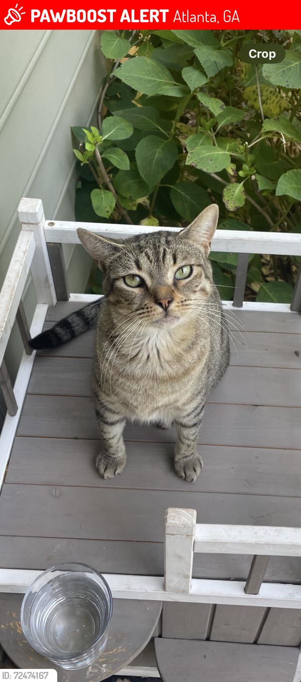 Lost Male Cat last seen Brannen Rd; Bouldercrest; Atlanta; Dekalb County, Atlanta, GA 30316