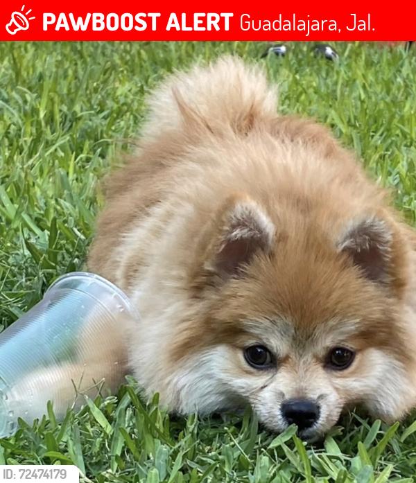 Lost Male Dog last seen Privada tres luces , Guadalajara, Jal. 