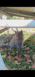 Lost Male Cat last seen Stroud St and David St., Cleburne, TX 76033