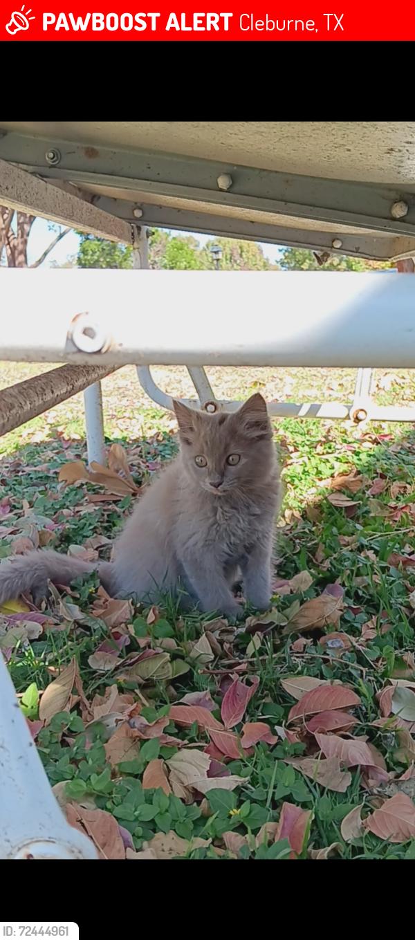 Lost Male Cat last seen Stroud St and David St., Cleburne, TX 76033