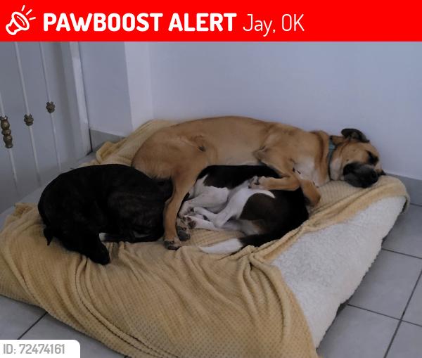 Lost Male Dog last seen Pine Island, Jay, OK 74346