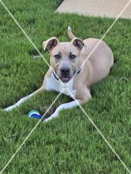 Lost Male Dog last seen Henry Mill Rd/Rivertown Rd, Chattahoochee Hills, GA 30213