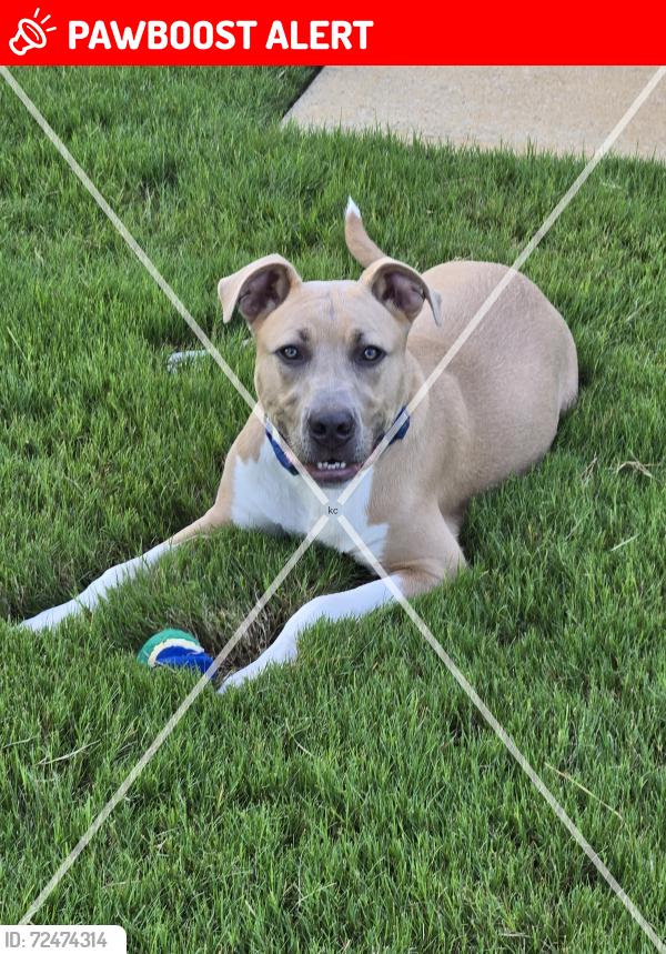 Lost Male Dog last seen Henry Mill Rd/Rivertown Rd, Chattahoochee Hills, GA 30213