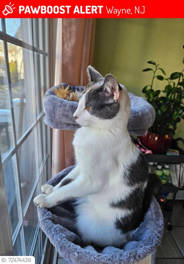 Lost Male Cat last seen Baywood ave hangs out on Clermont ave, Wayne, NJ 07470