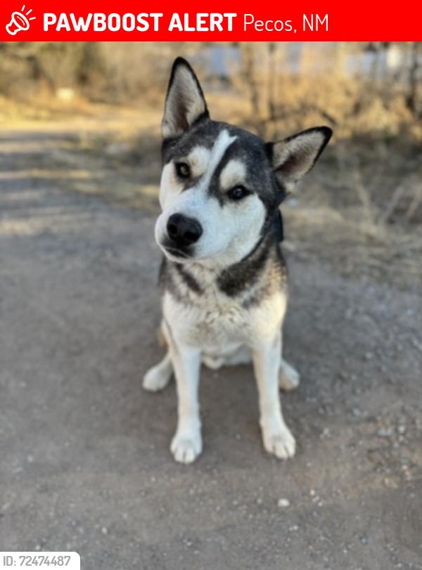 Lost Male Dog last seen North Main St Pecos NM, Pecos, NM 87552