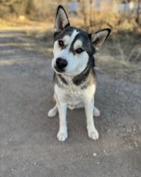 Lost Male Dog last seen North Main St Pecos NM, Pecos, NM 87552