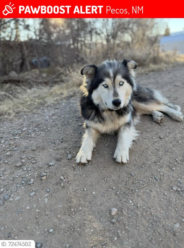 Lost Female Dog last seen North Main Street Pecos NM, Pecos, NM 87552
